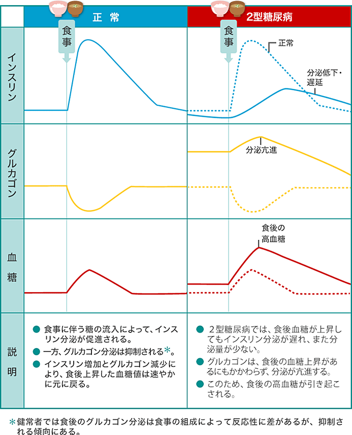 インスリンとグルカゴンの分泌パターンの図

正常の場合
・食事に伴う糖の流入によって、インスリン分泌が促進される
・一方、グルカゴン分泌は抑制される
・インスリン増加とグルカゴン減少により、食後上昇した血糖値は速やかに戻る

2型糖尿病の場合
・2型糖尿病では、食後血糖が上昇してもインスリン分泌が遅れ、また分泌量も少ない
・グルカゴンは、食後の血糖上昇があるにもかかわらず、分泌が亢進する
・このため、食後の高血糖が引き起こされる

※健常者では食後のグルカゴン分泌は食事の組織によって反応性に差があるが、抑制される傾向にある